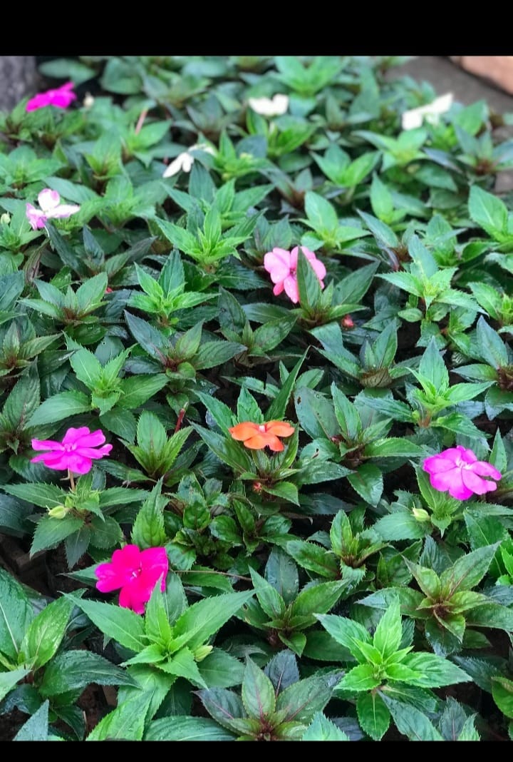 Item Plantas e paisagismo