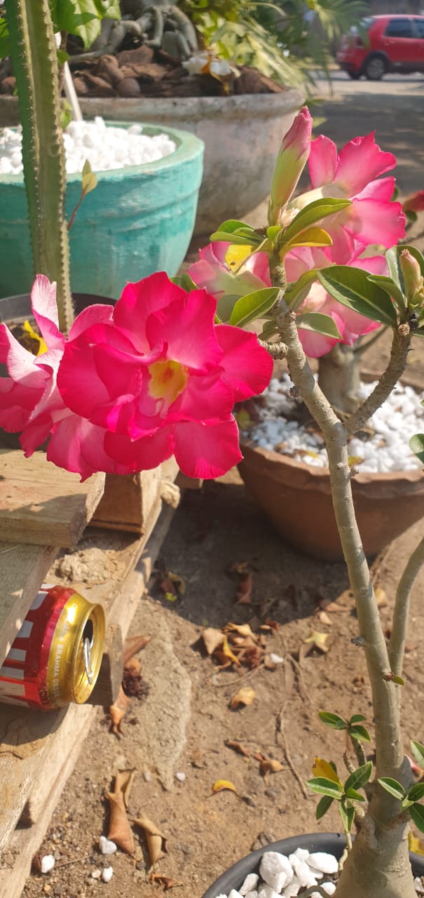 Item Plantas e paisagismo