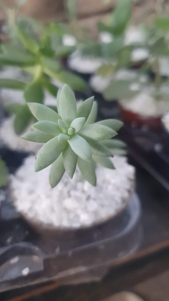 Item Vendas de plantas e acessórios