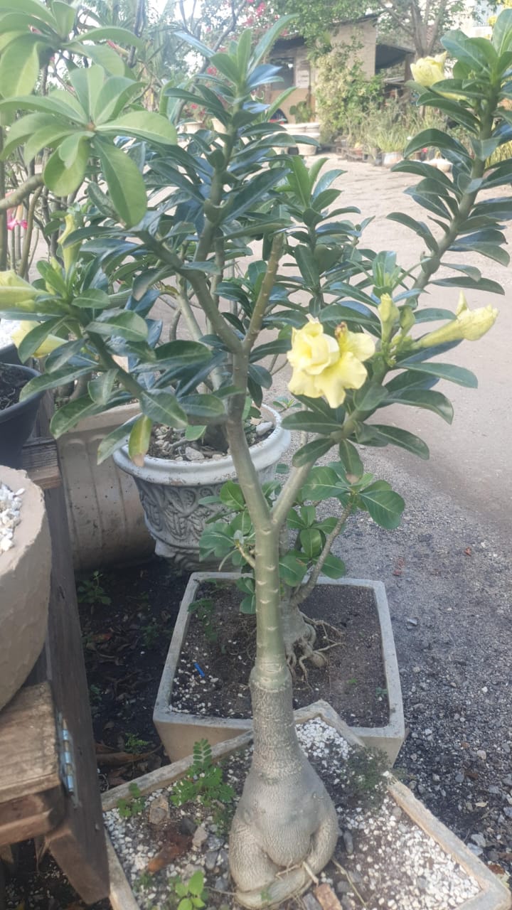 Item Vendas de plantas e acessórios