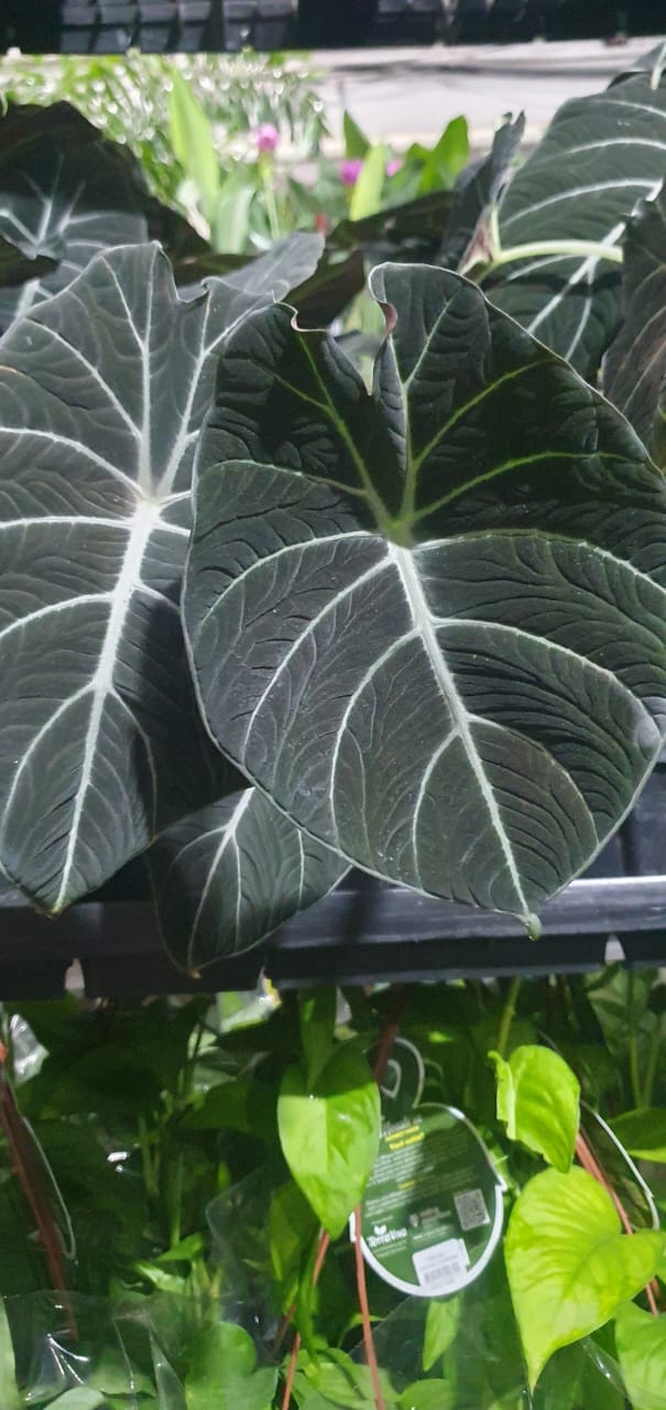 Item Plantas e paisagismo