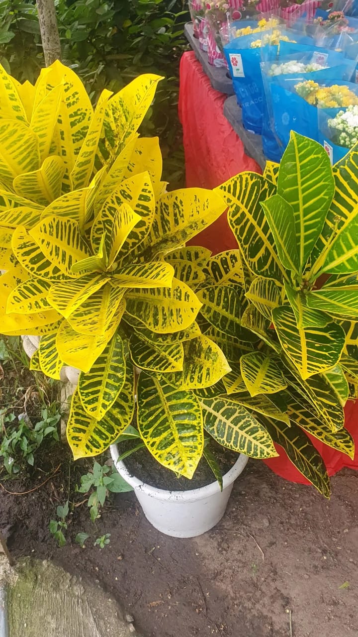 Item Vendas de plantas e acessórios