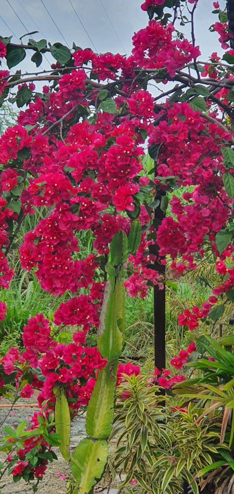 Item Vendas de plantas e acessórios