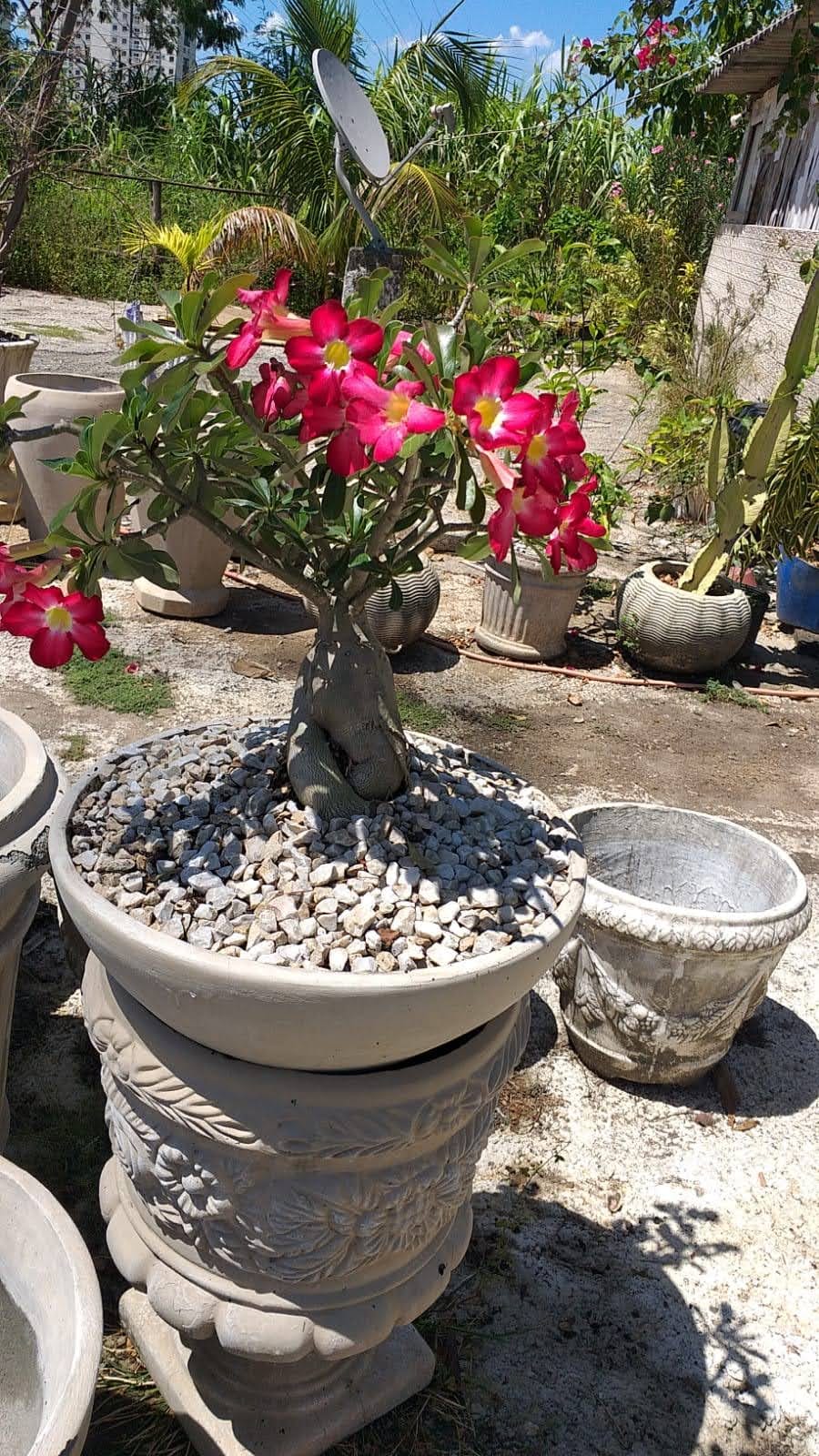 Item Plantas e paisagismo