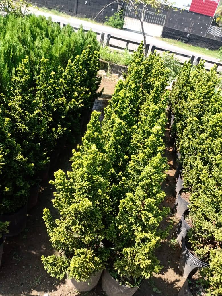 Item Vendas de plantas e acessórios