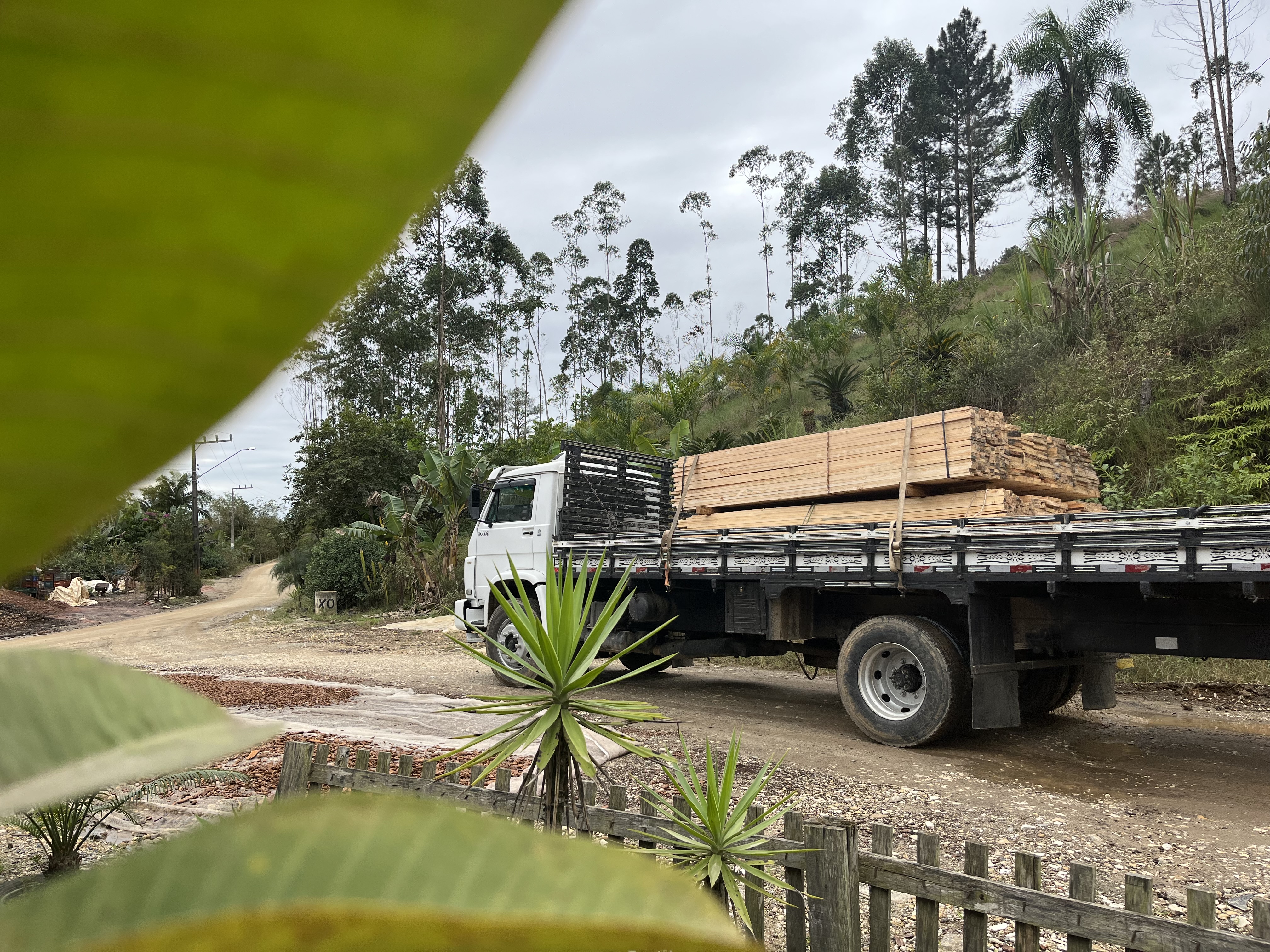 Item Madeira caixaria pinos bruto